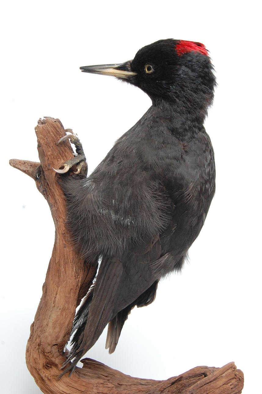 SPILLKRÅKA, uppstoppad.