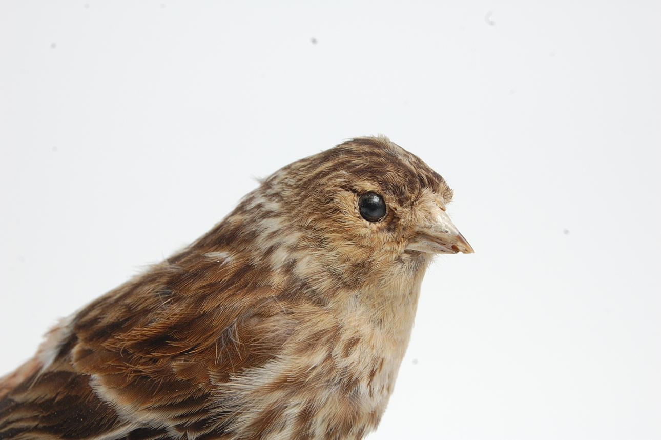 VINTERHÄMPLING, uppstoppad.