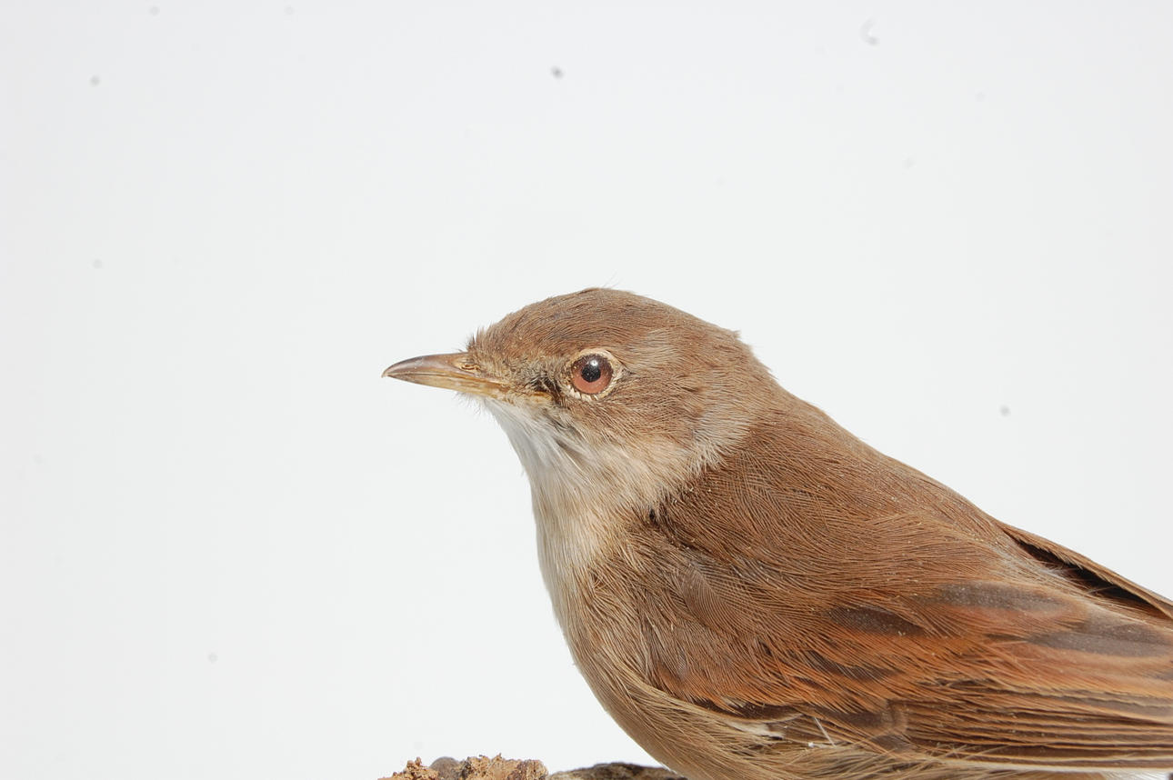 TÖRNSÅNGARE, uppstoppad.