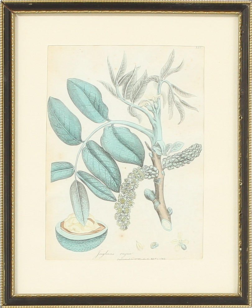 GRAFISKA BLAD, Flora, 10 st, 1900-tal.