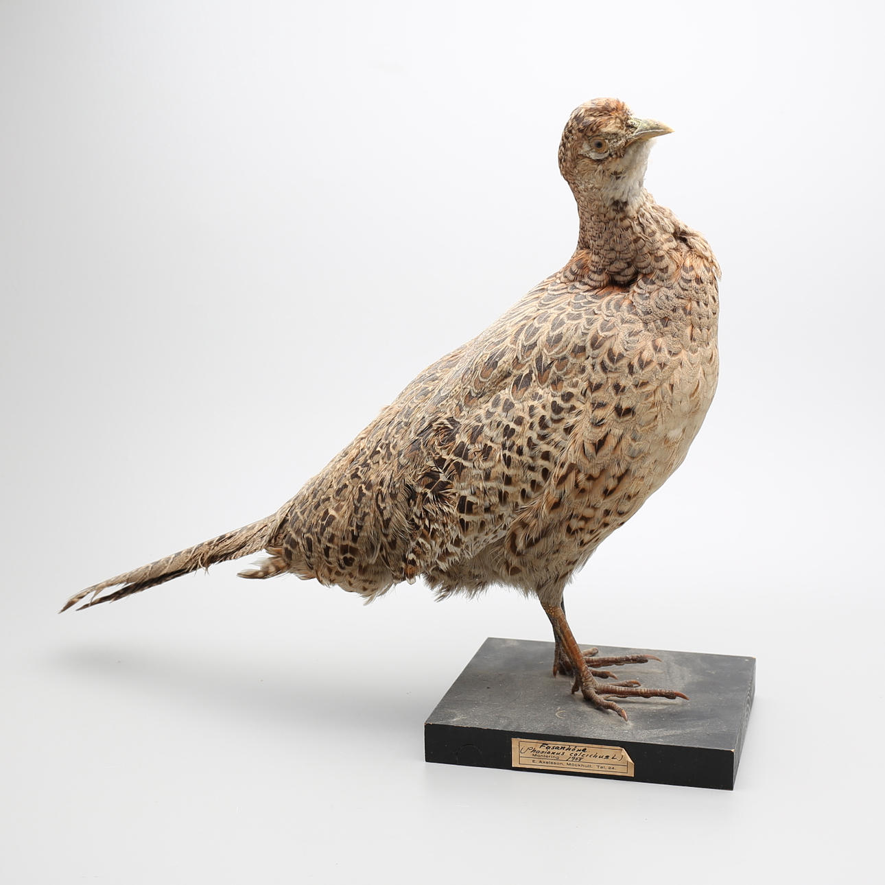 FASANHÖNA, uppstoppad, E. Axelsson, Möckhult, 1958.