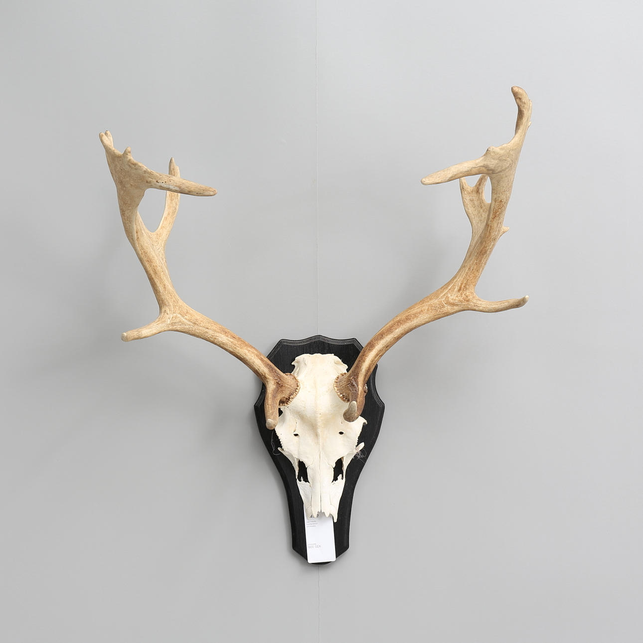 JAKTTROFÉ, kronhjortshorn på träplatta.