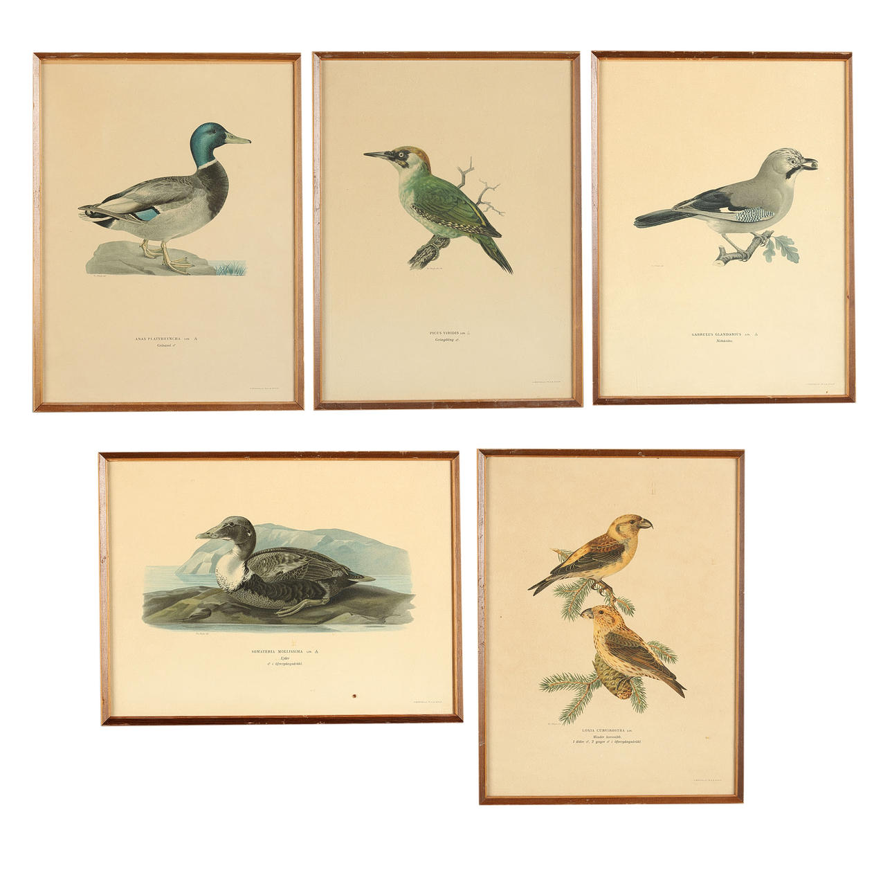 M&W VON WRIGHT. Pósters de pájaros, 5 uds.