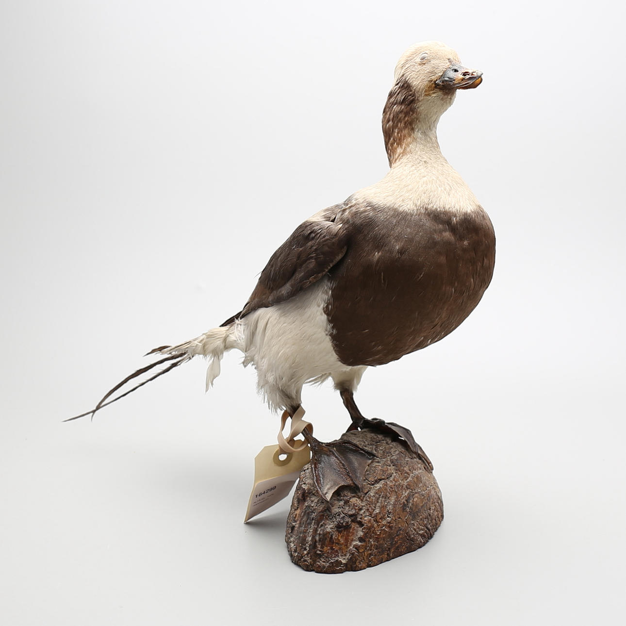 ALFÅGEL, hane, uppstoppad.