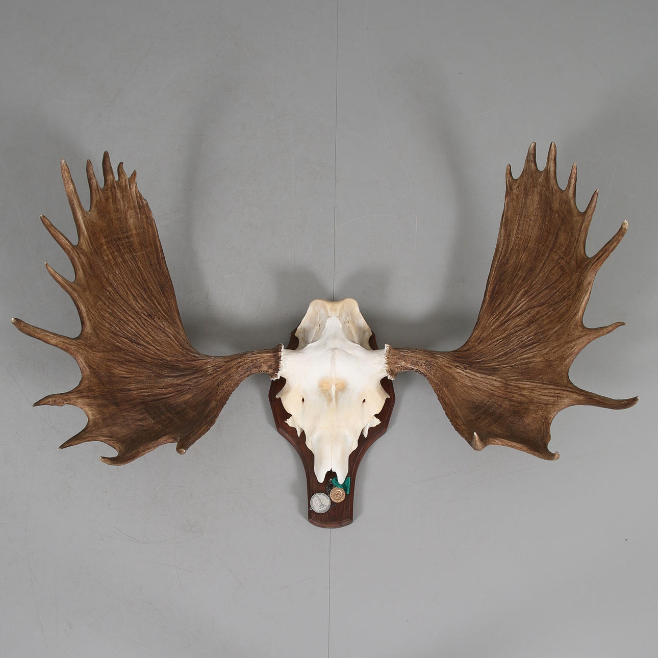 ÄLGHORN, 22 taggar, 1900-tal.