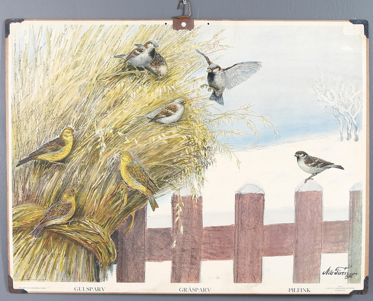 SKOLPLANSCH, gråsparv. 1900-talets mitt.