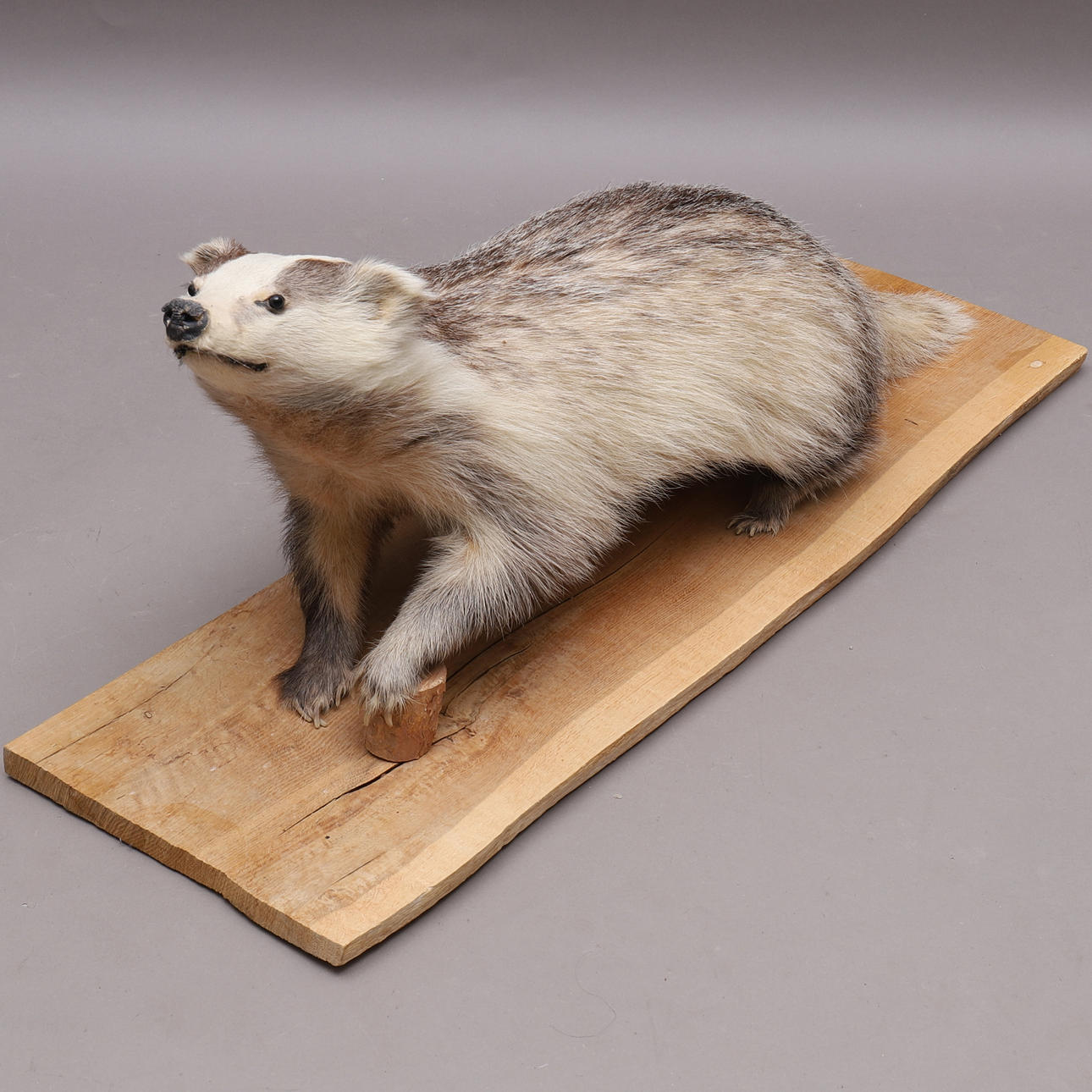 TEJÓN, disecado, taxidermia.