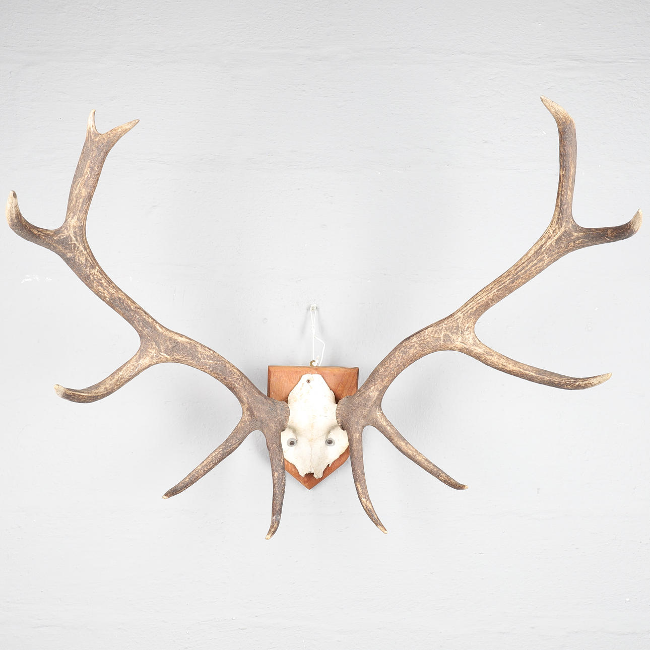 TROFÉ, kronhjort, 1900-tal.