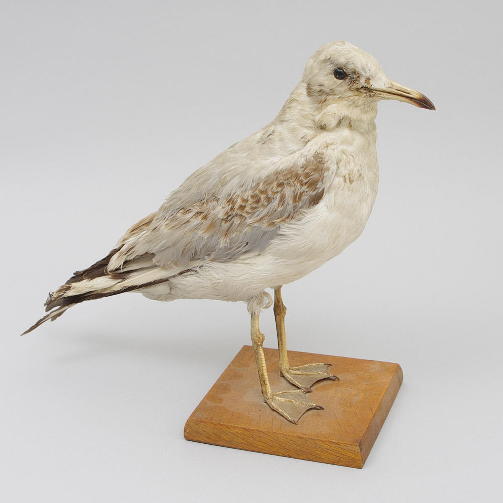 SKRATTMÅS, uppstoppad.