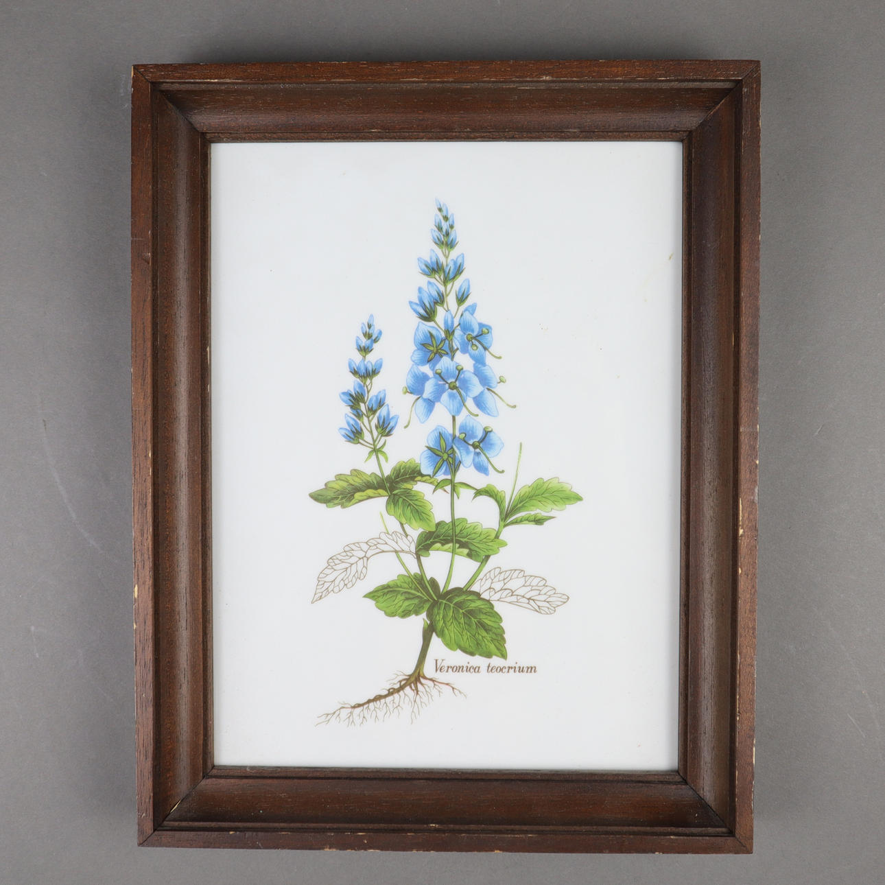 - PORCELAIN PICTURE "Veronica teocrium", vintage.