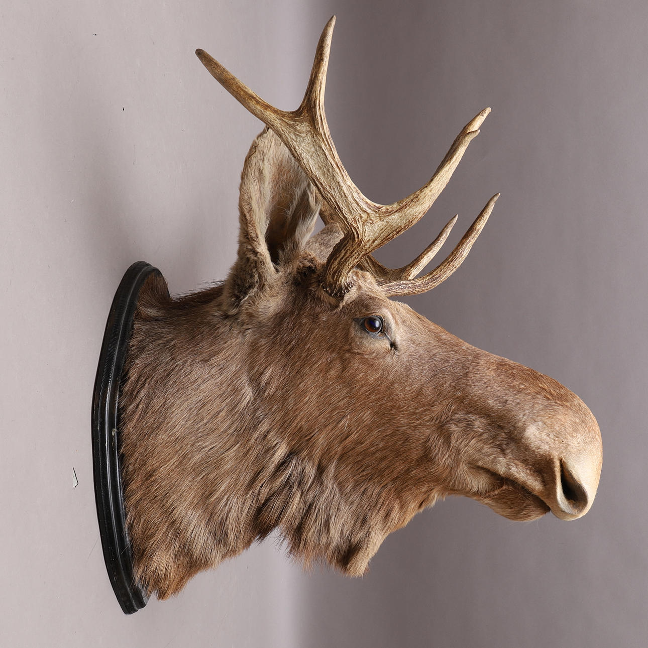 TROFÉ, Älghuvud, uppstoppad, 7-taggare.