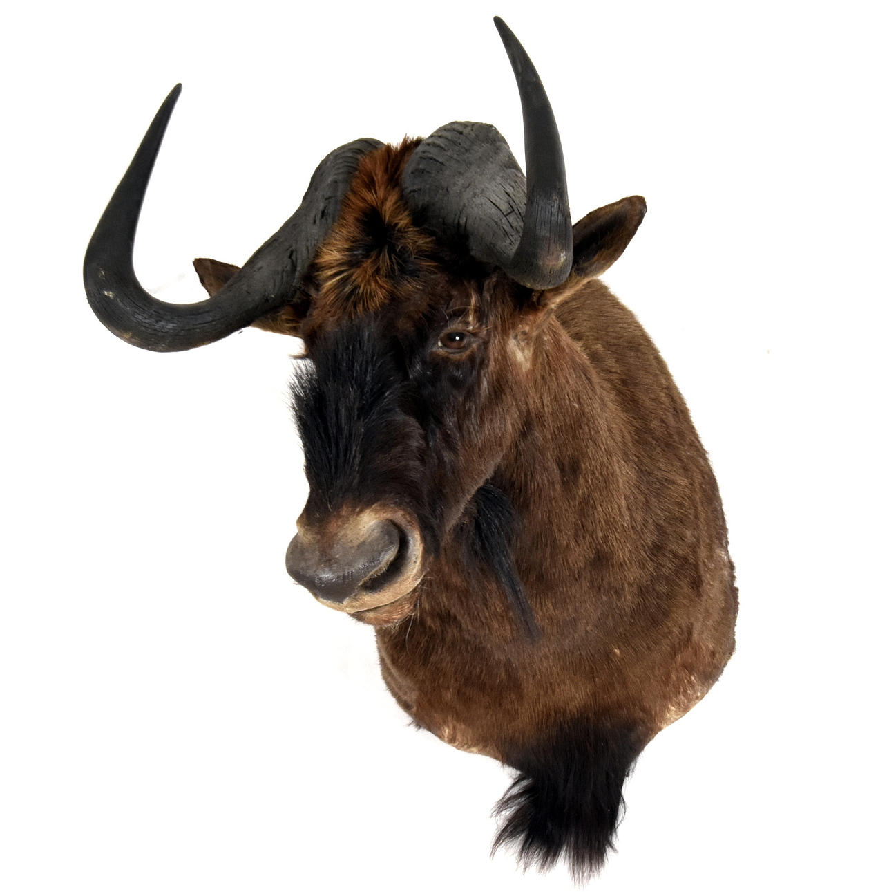 TROFÉ, Vitsvansad gnu.