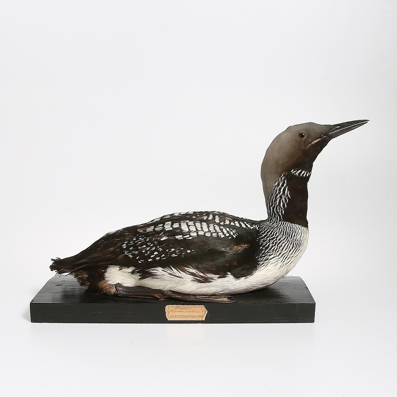 UPPSTOPPAD FÅGEL, Storlom, Gustaf Kolthoffs 1900-talets första kvartal.