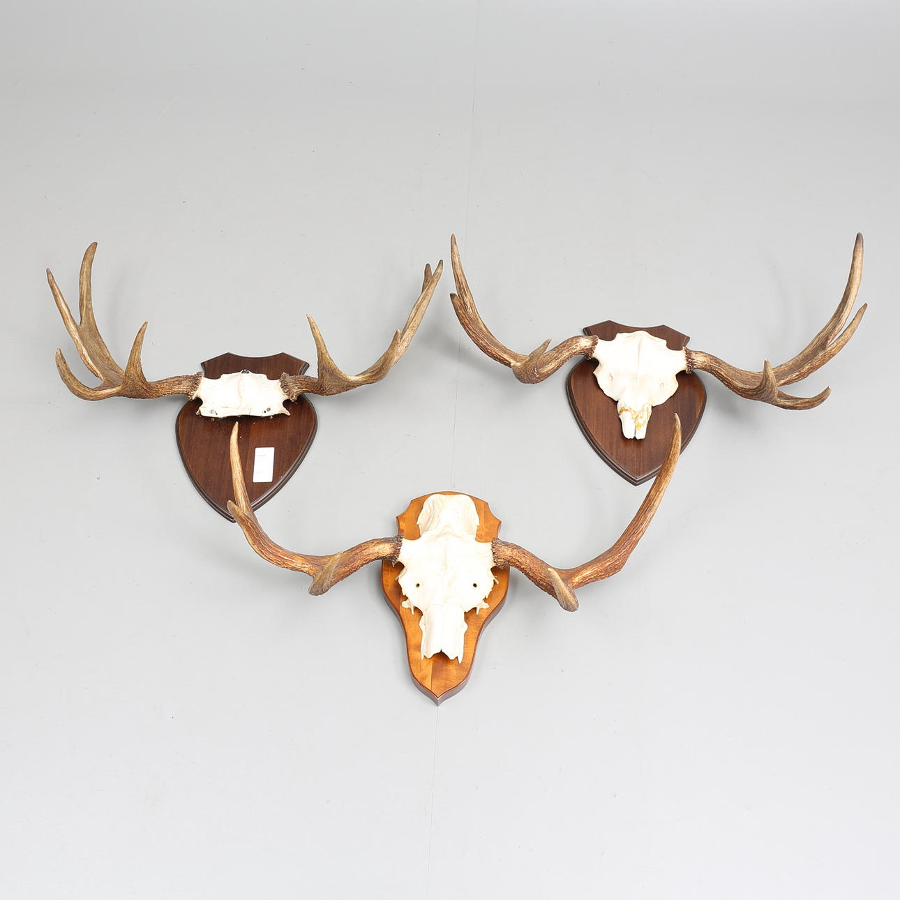 JAKTTROFÉER (3), älghorn på träplattor.