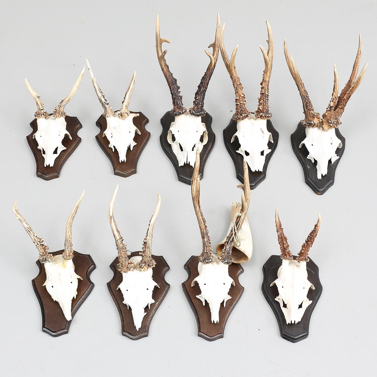 JAKTTROFÉER (9), rådjurshorn på träplattor.