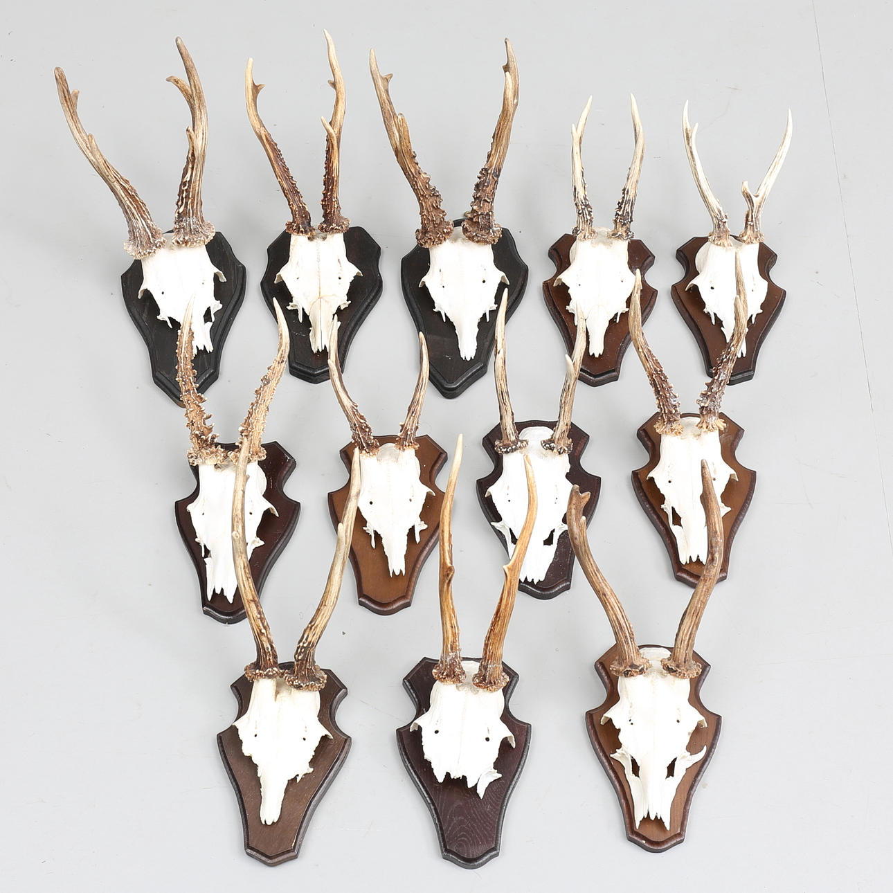 JAKTTROFÉER (12), rådjurshorn på träplattor.