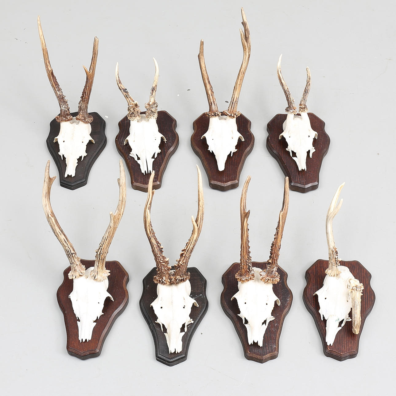 JAKTTROFÉER (8), rådjurshorn på träplattor.