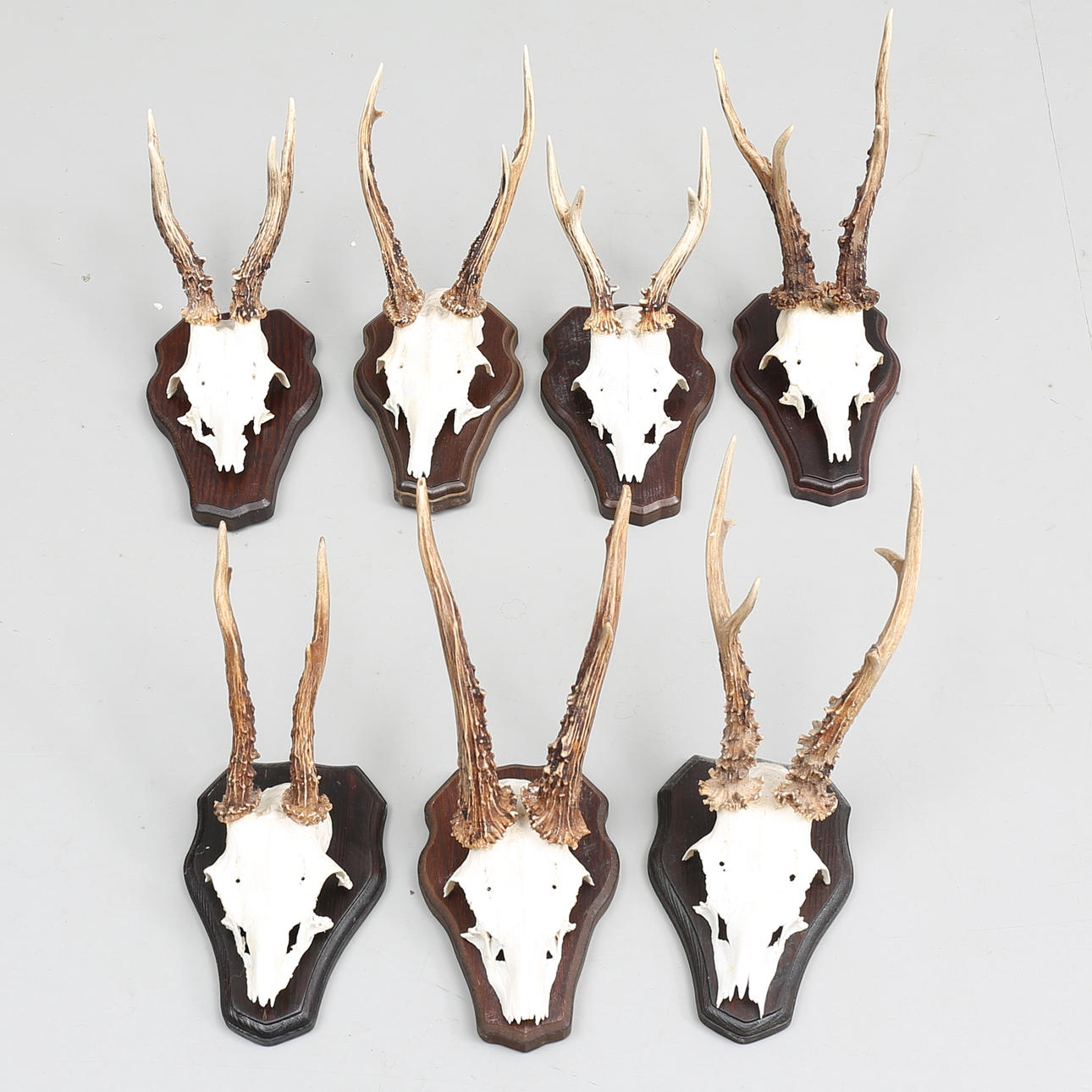 JAKTTROFÉER (7), rådjurshorn på träplattor.