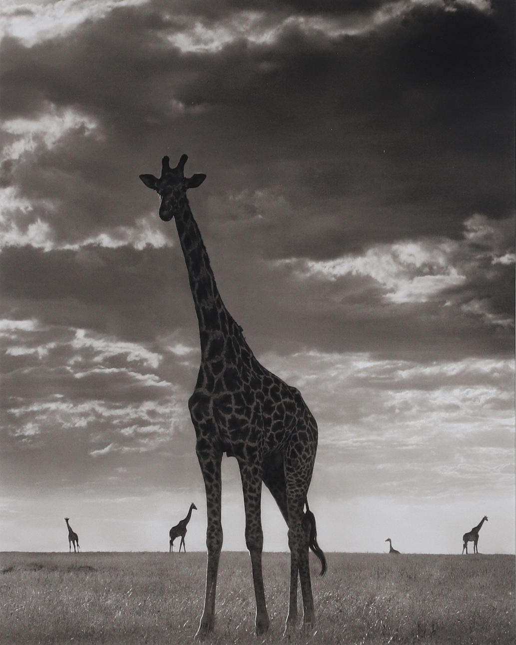 Nick Brandt. Offsetfotografie, "On This Earth, A Shadow Falls".