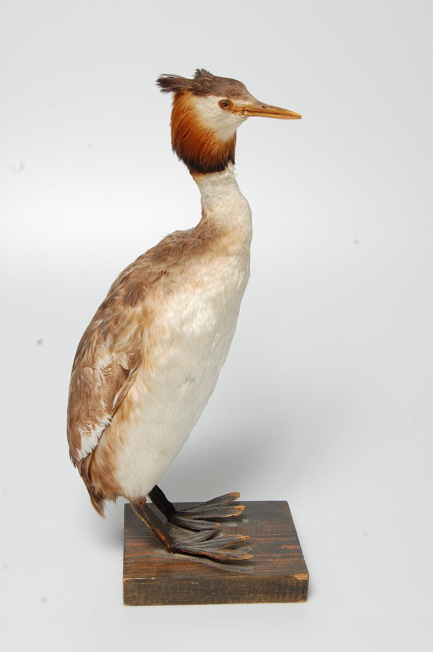 SKÄGGDOPPING, uppstoppad.