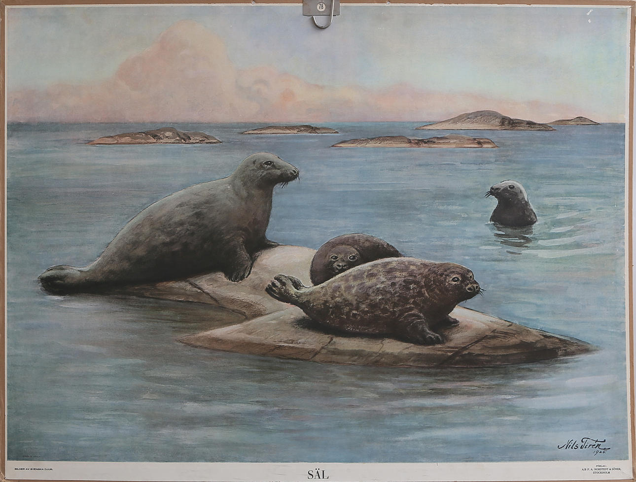 SKOLPLANSCH, säl, efter Nils Tirén, 1900-tal.