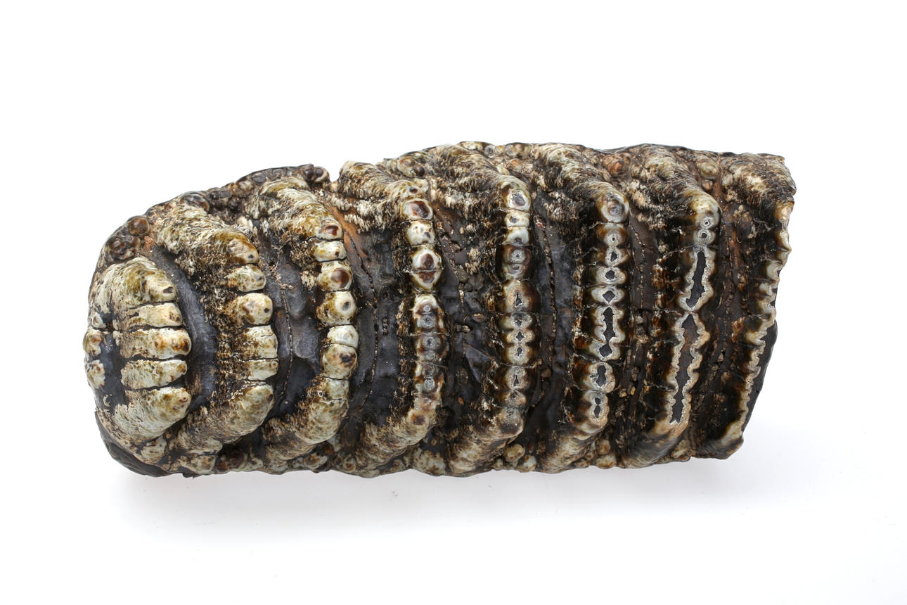FOSSIL, Elefanttandrad.