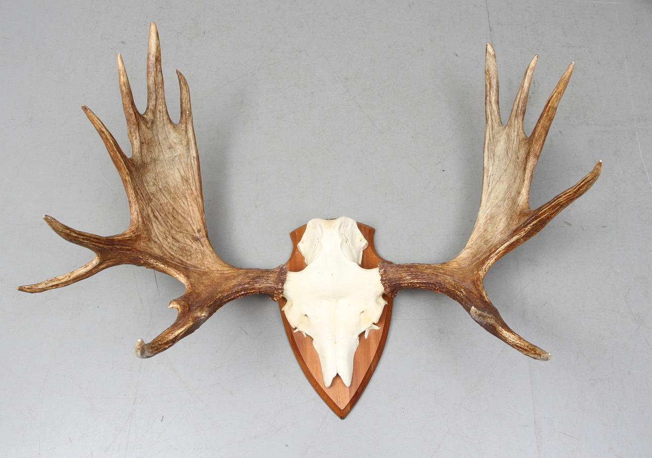 JAKTTROFÉ, älghorn,15-taggar, monterat på träsockel.