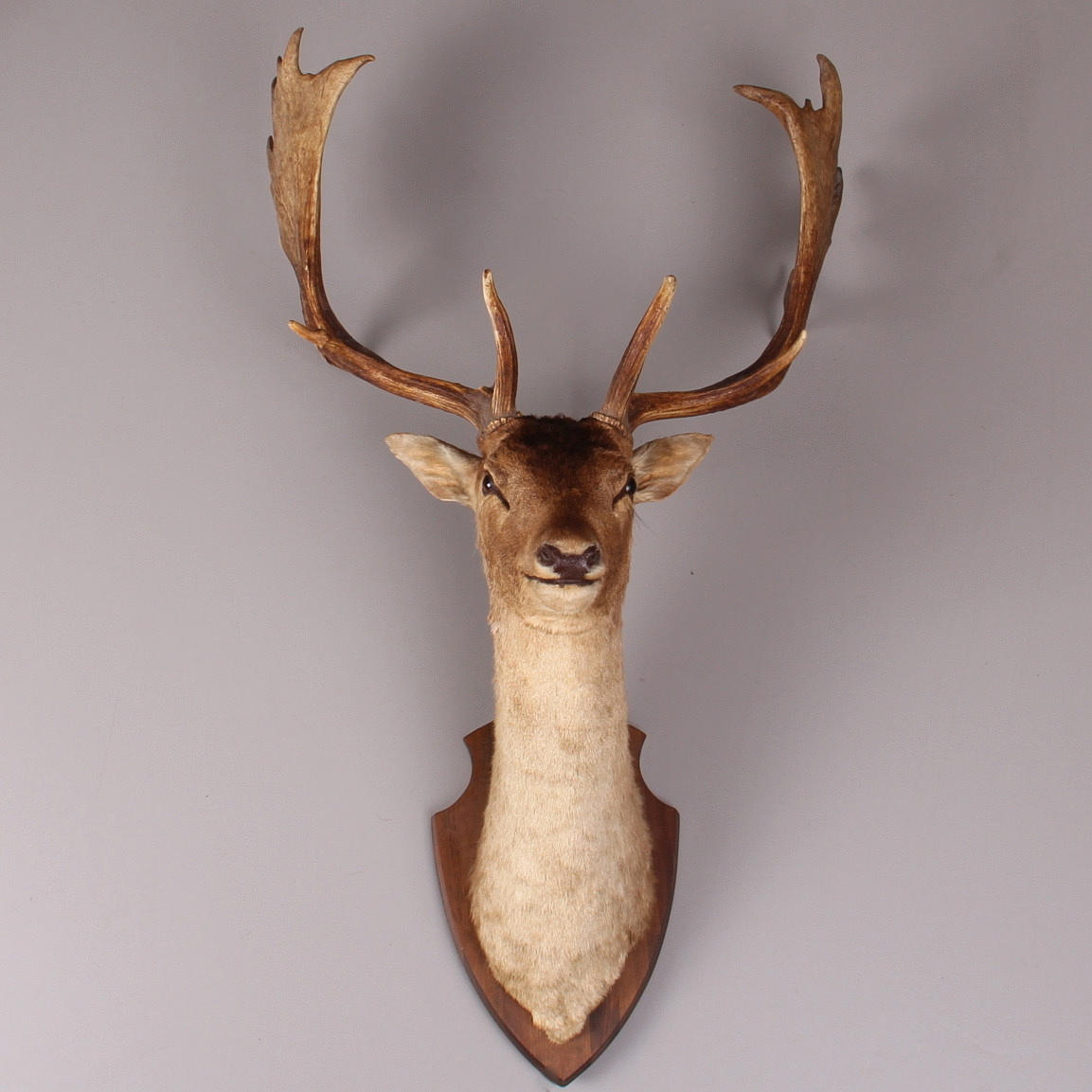 JAKTTROFE, hjorthuvud.