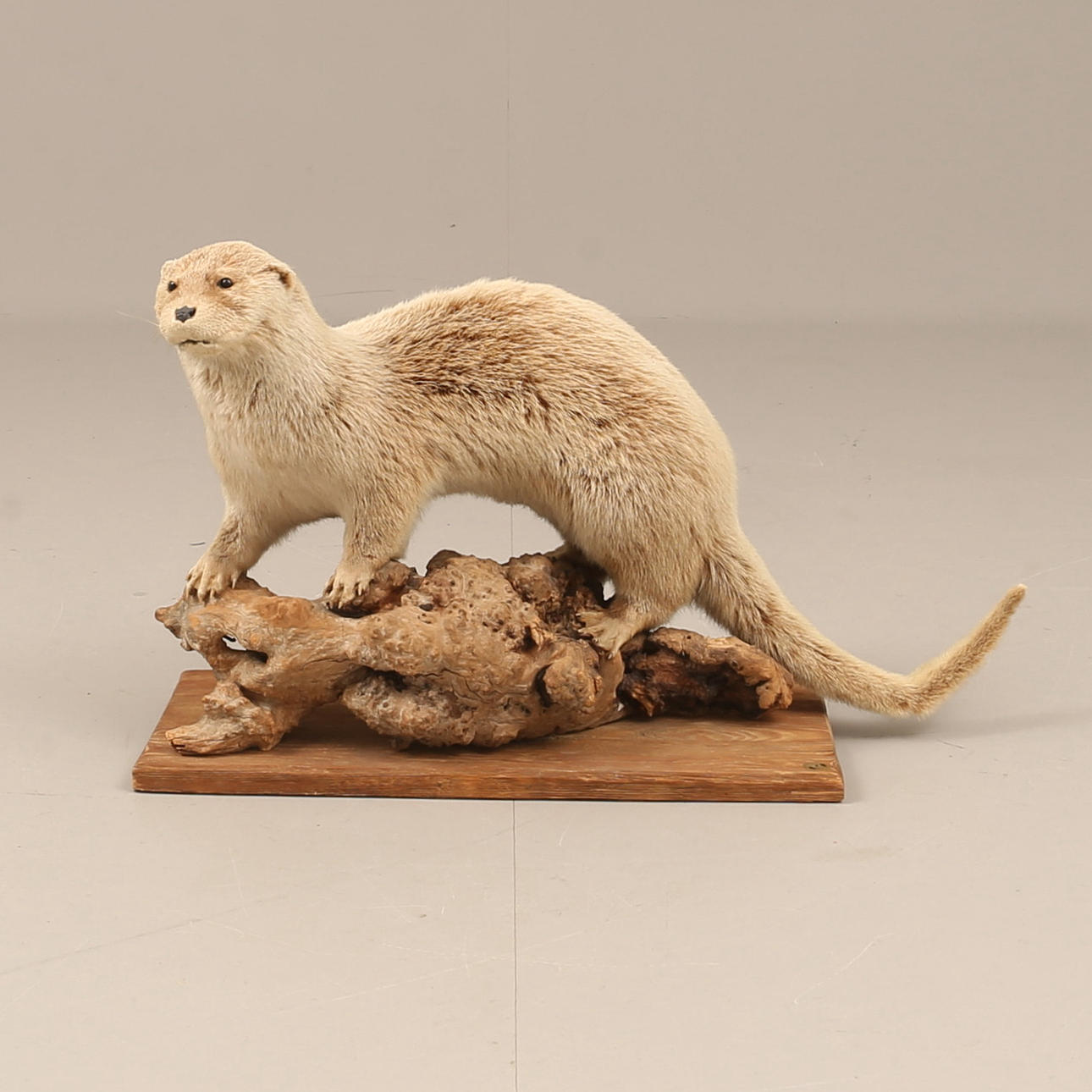 TAXIDERMI, nutria disecada.