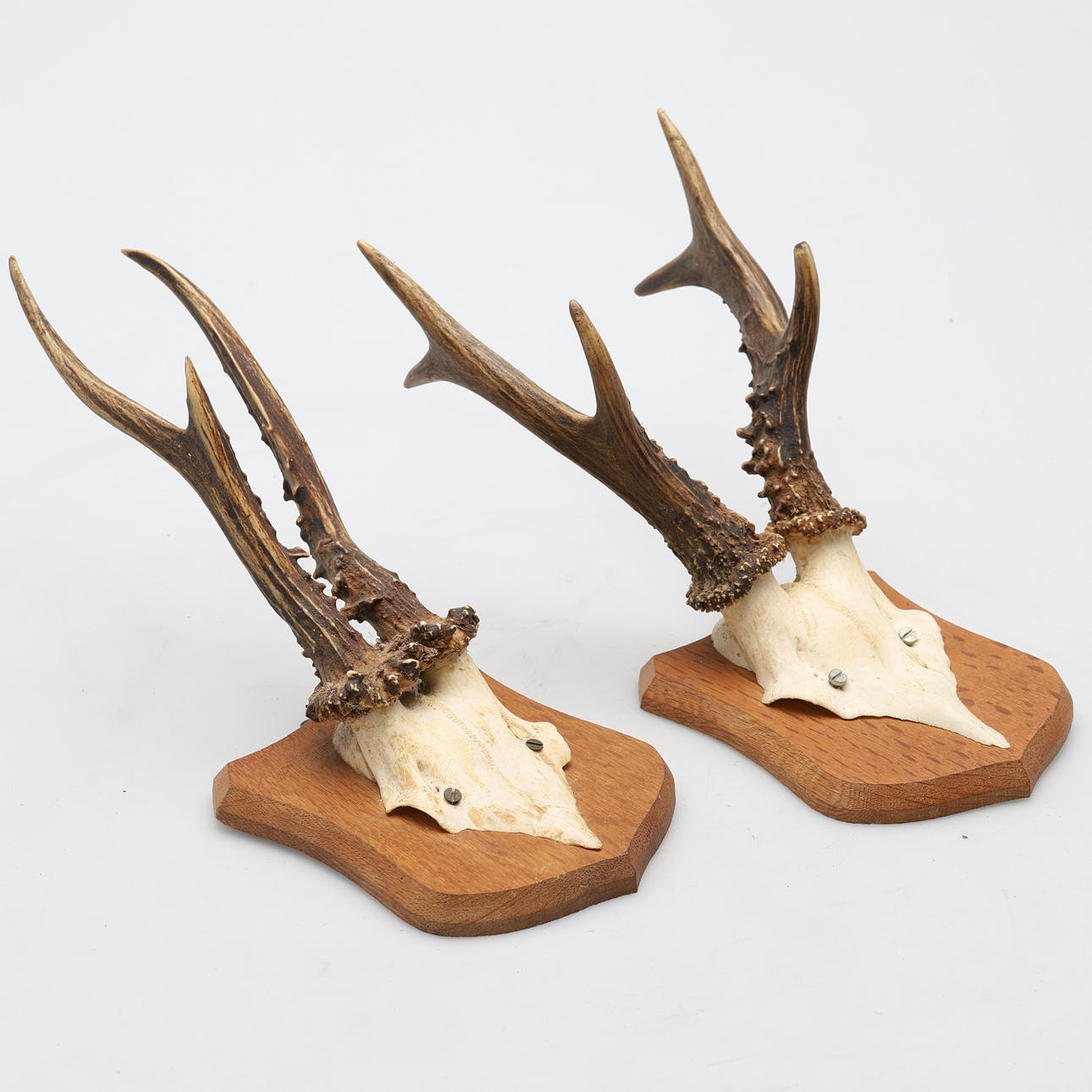 DOS PARES DE CUERNOS DE CIERVO.