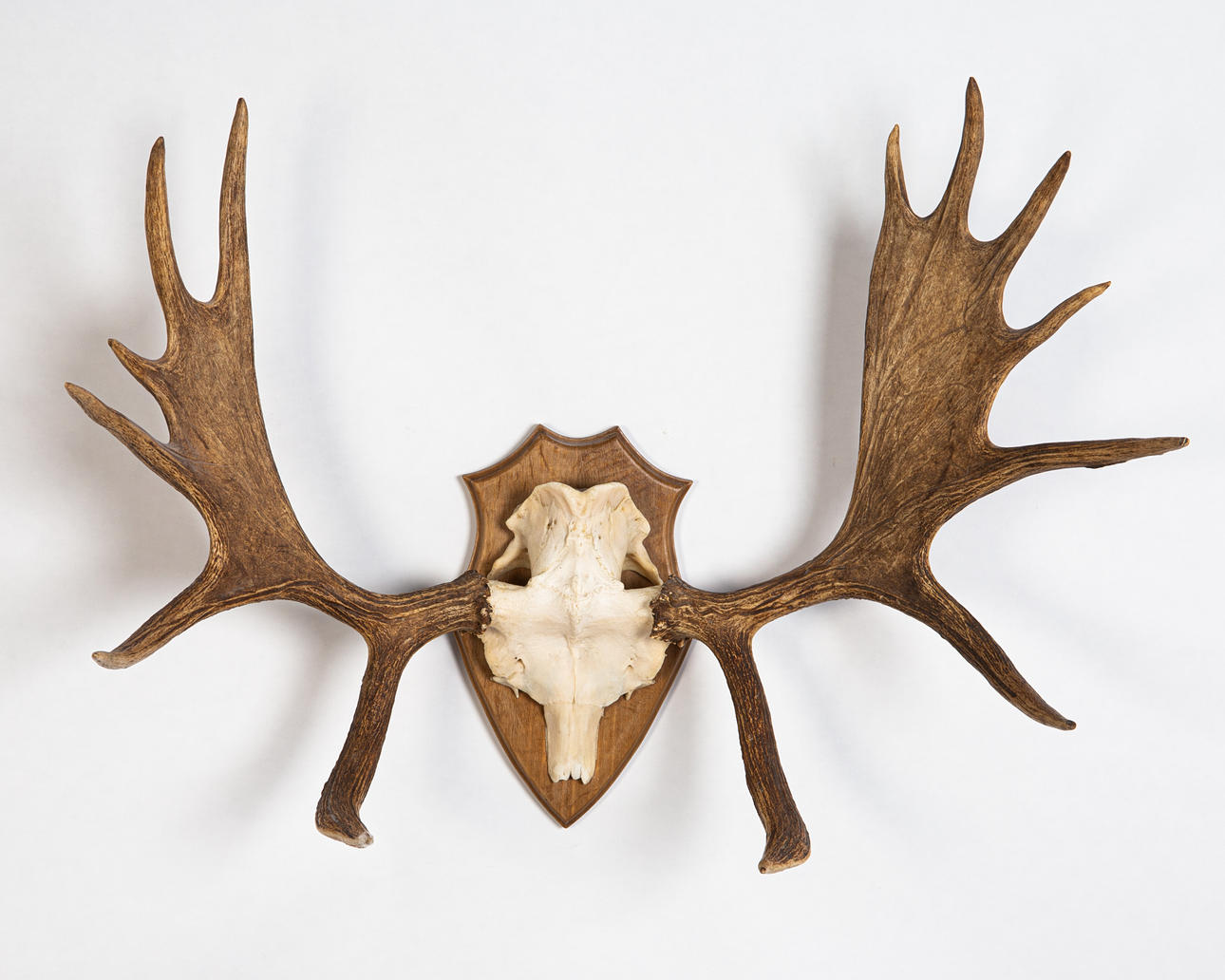 Tierpräparat / Jagdtrophäe, Schädel, Elch.