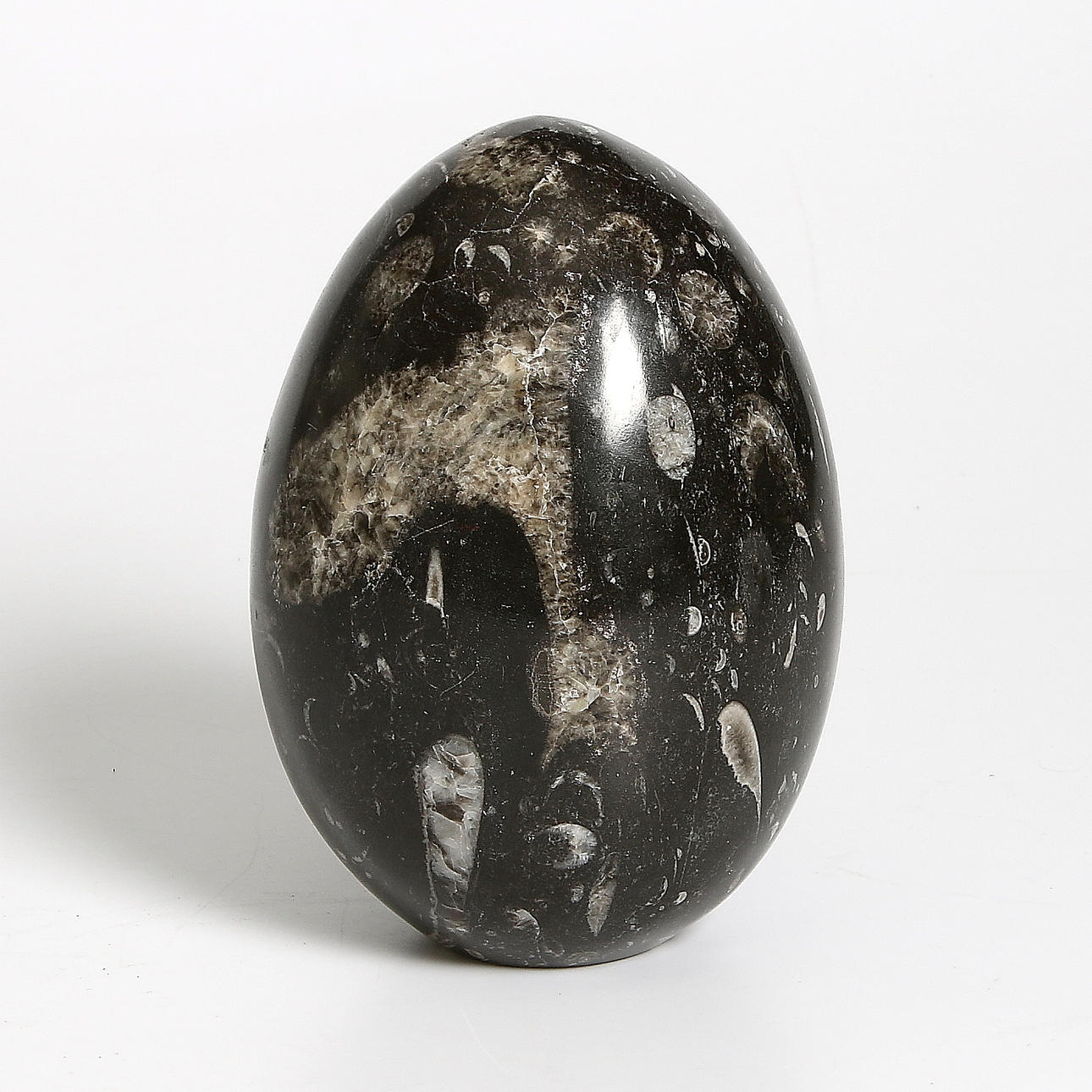 FOSSIL, från Atlasbergen. 1900-tal.