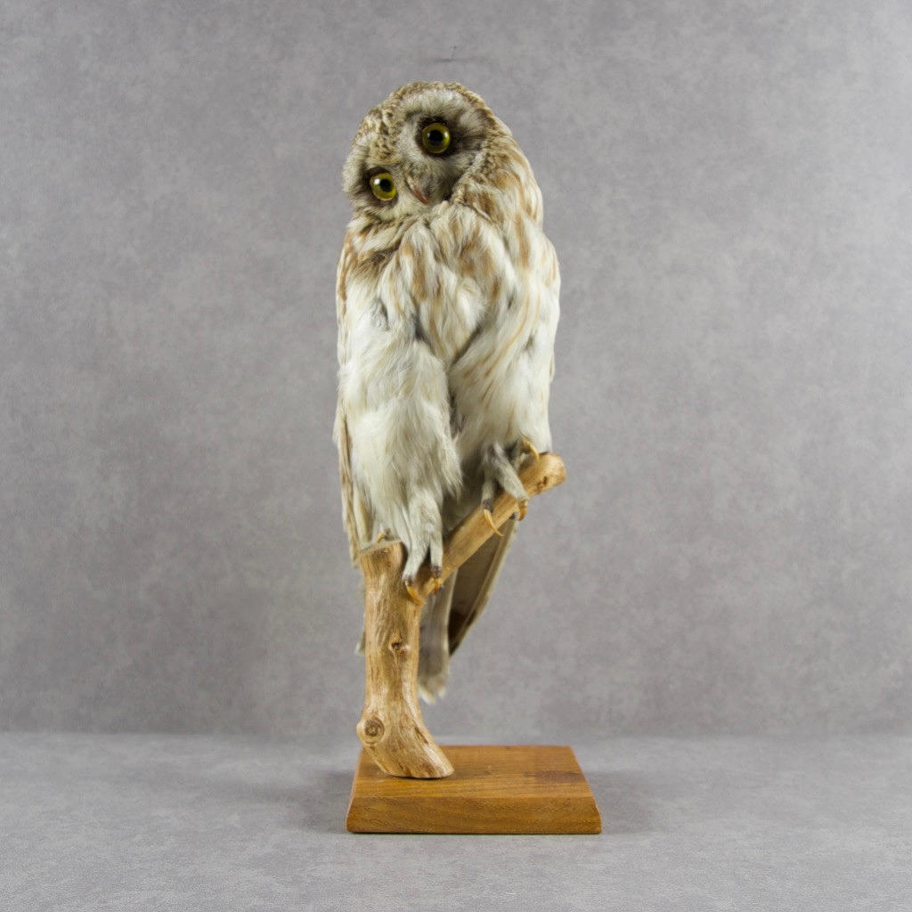 DOBBEL UGLE, udstoppet, monteret.