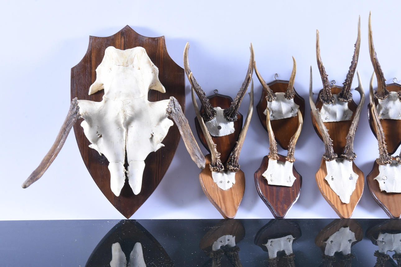 TROFÉER, 11 st, älg samt rådjur.