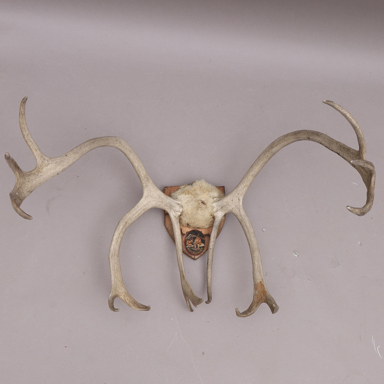 RENHORN, väggdekoration.