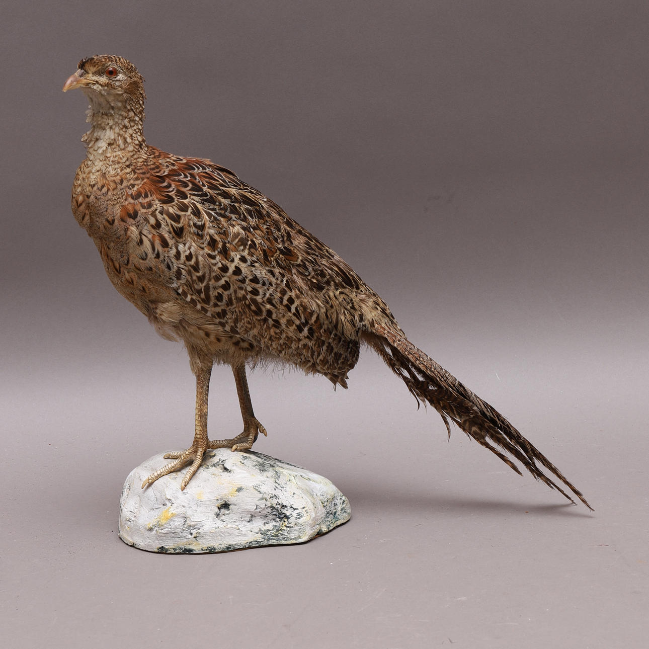 TAXIDERMI, weiblicher Fasan.
