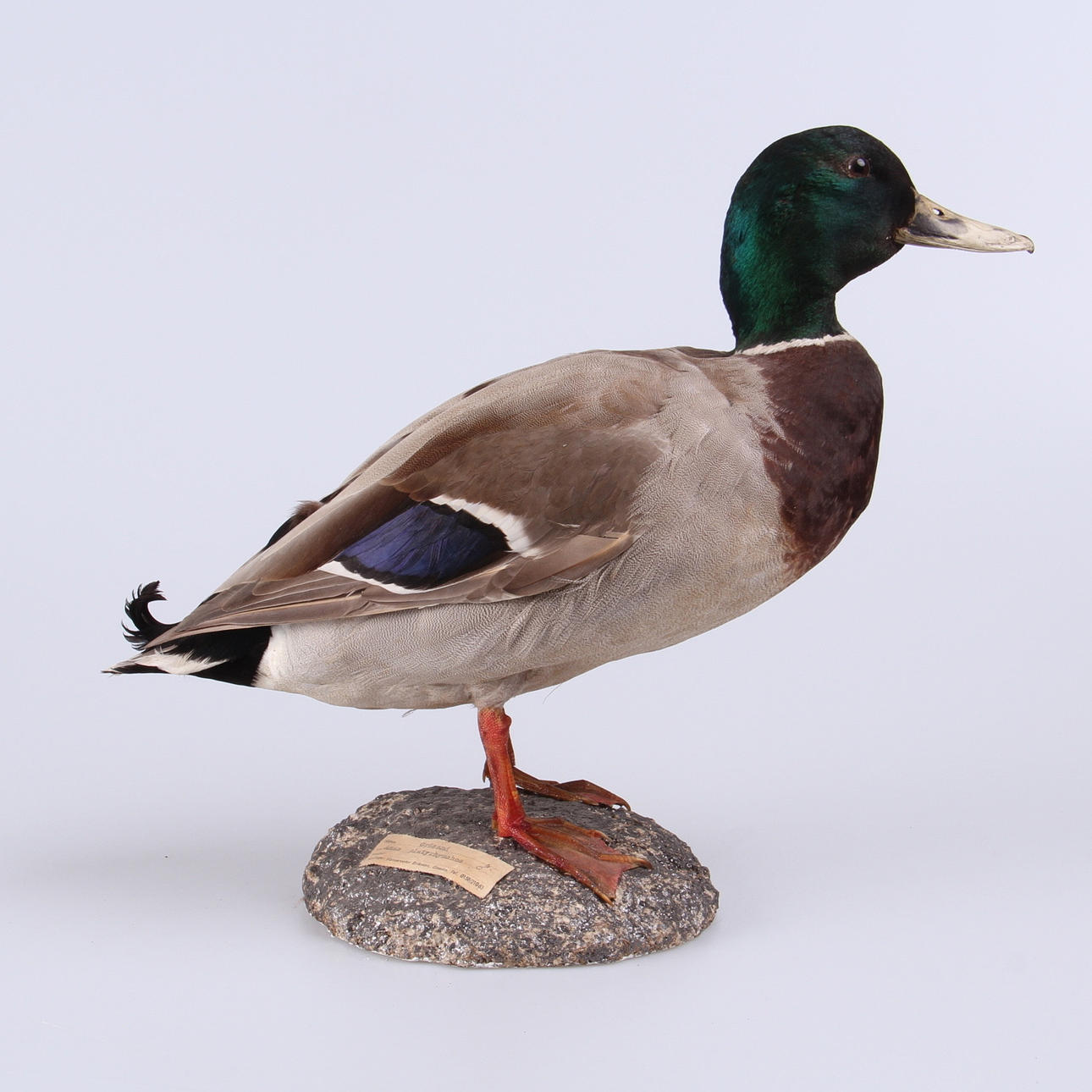 GRÄSAND, uppstoppad, 1900-tal.