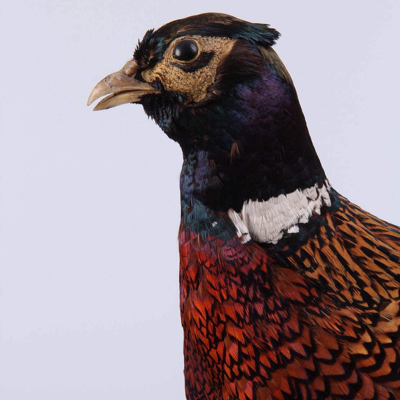 FASAN, uppstoppad, 1900-tal.