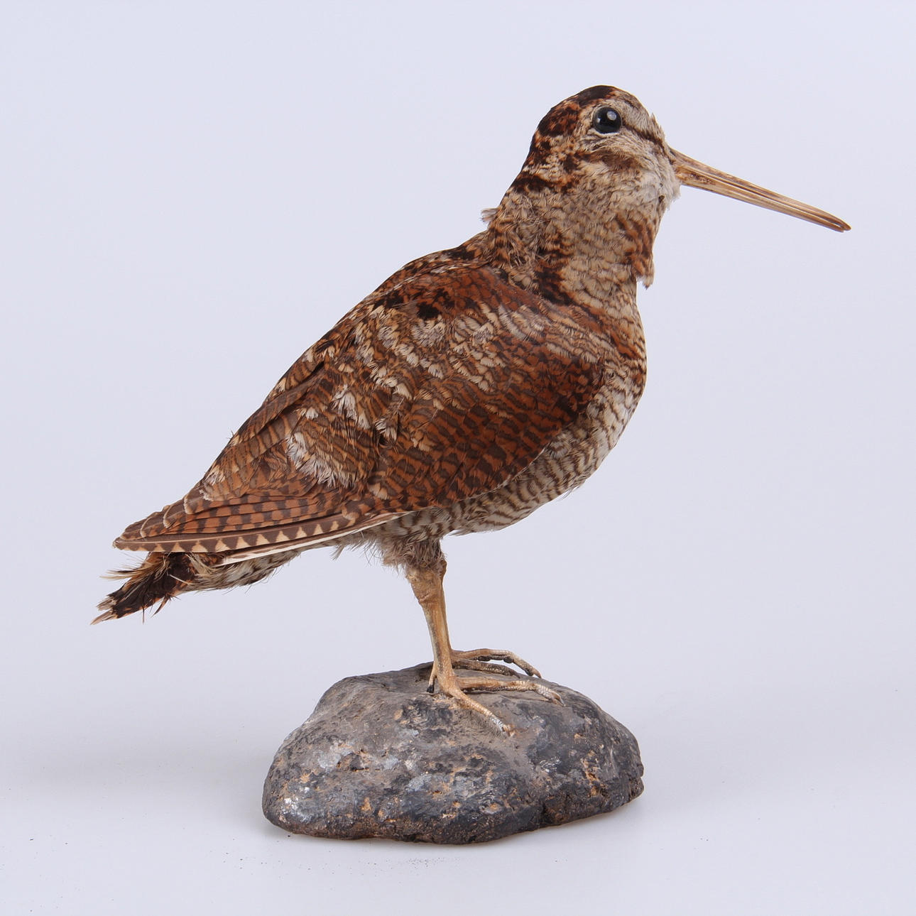 MORKULLA, uppstoppad, 1900-tal.