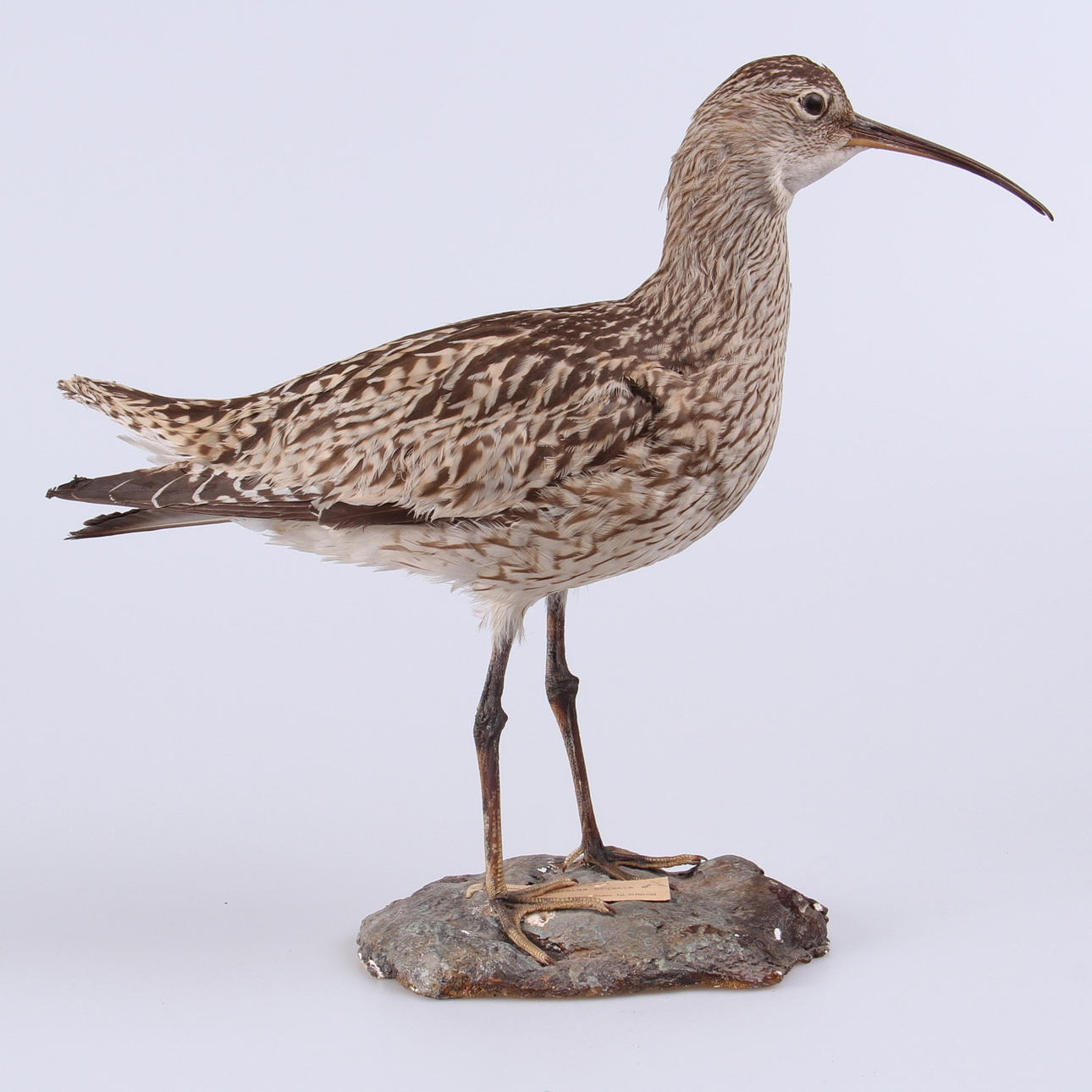 STORSPOV, uppstoppad, 1900-tal.