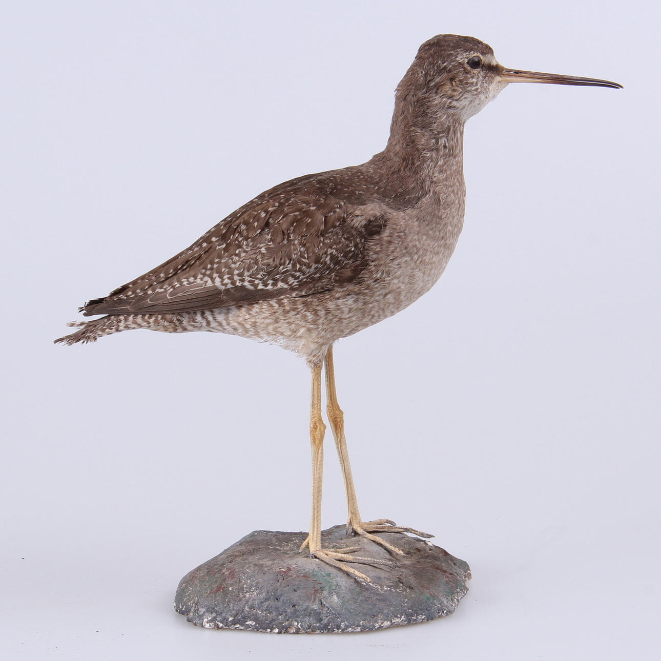 BECKASIN, uppstoppad, 1900-tal.