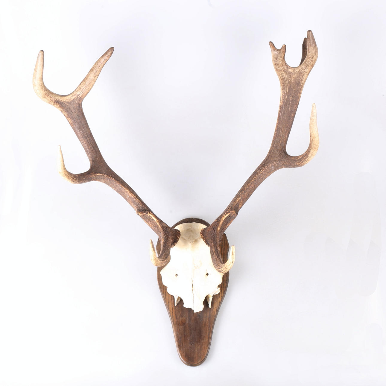 HUNTING TROPHY, Stag antlers, shield mounting.