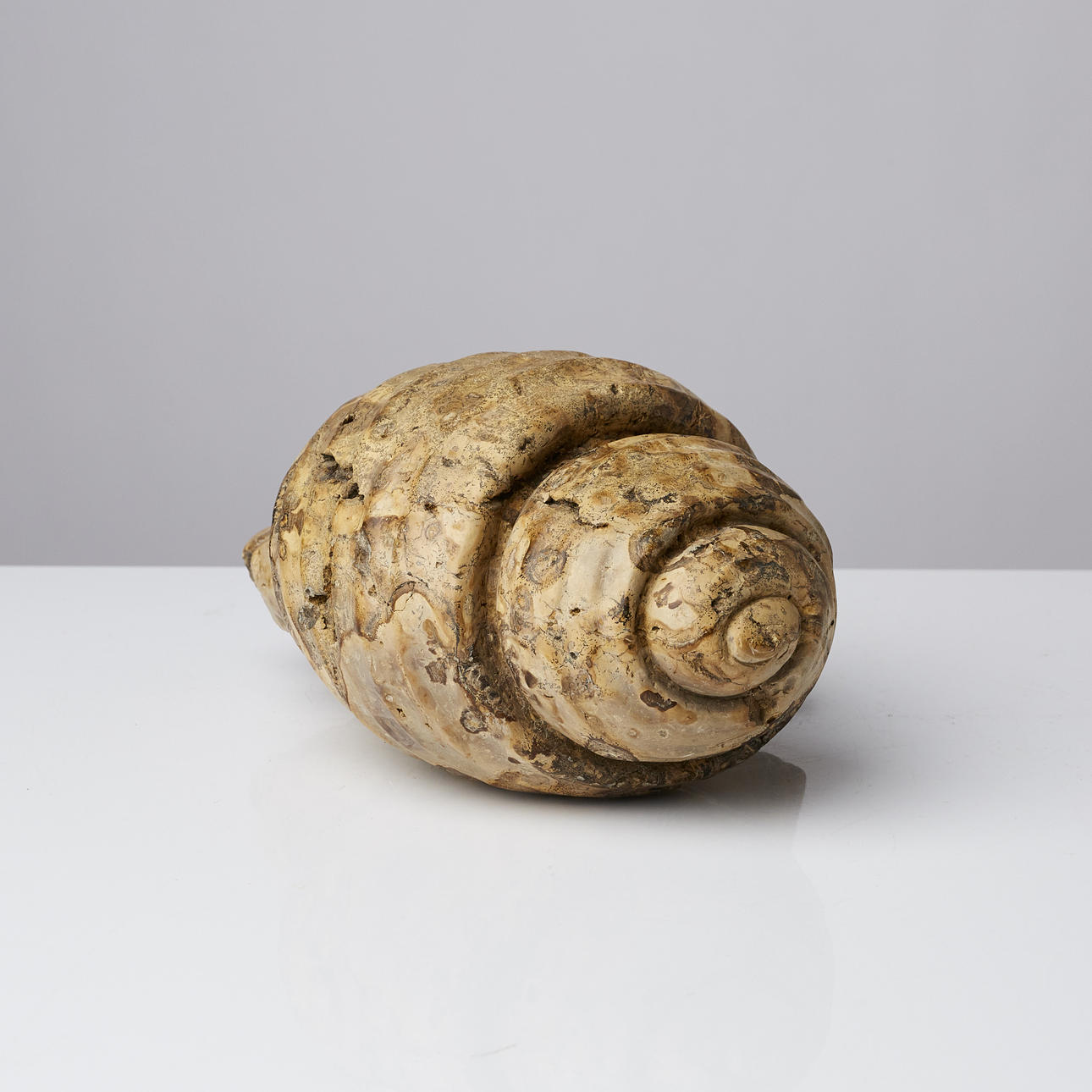 FOSSIL, snäcka.