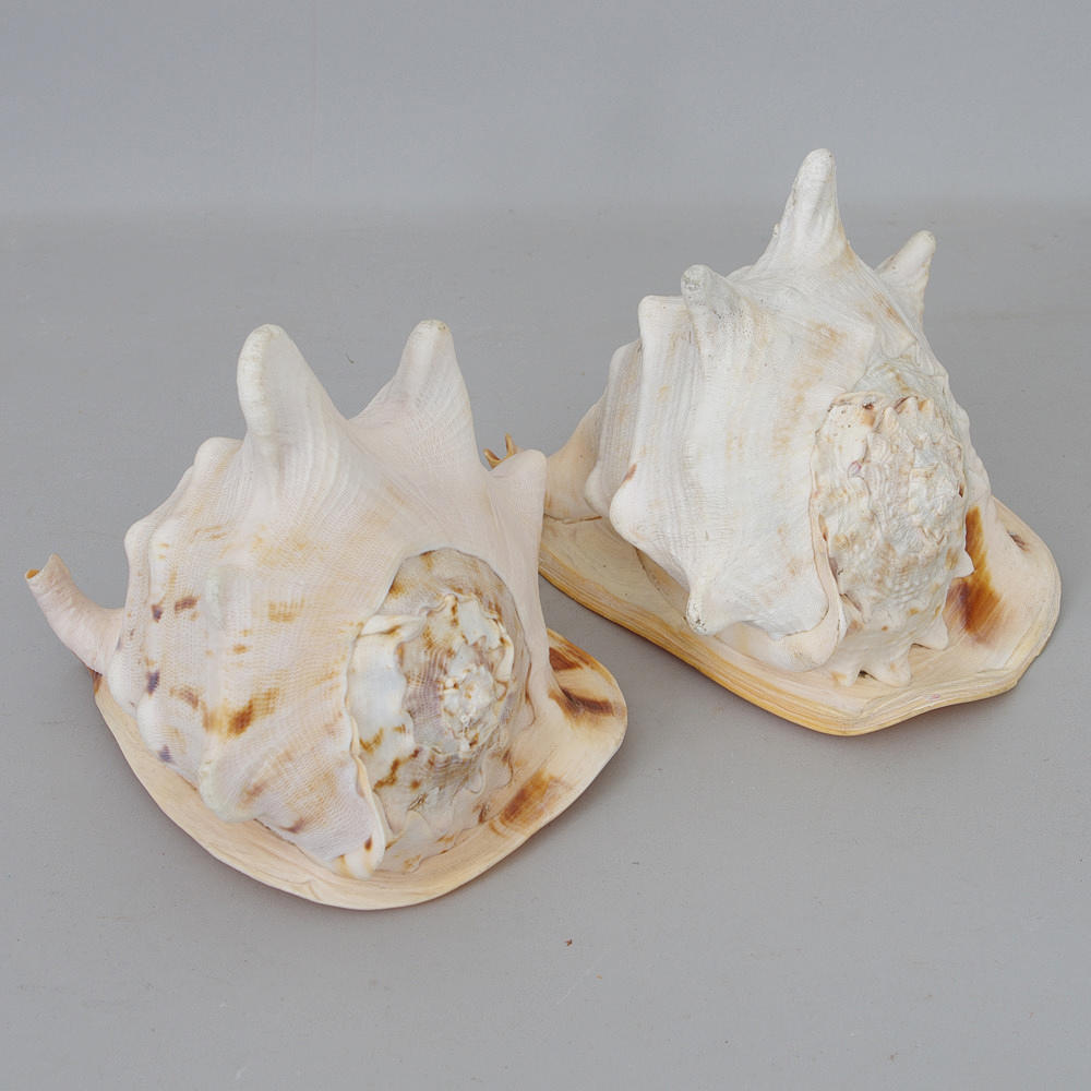 TRÄDGÅRDSSNÄCKOR, 2 stycken.