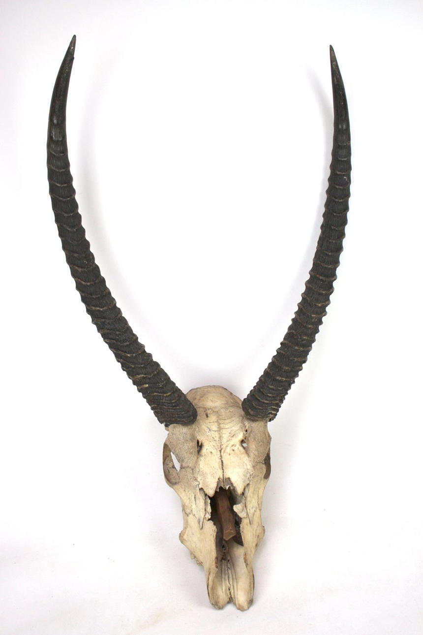 Trophäe / Tierschädel mit Geweih, Antilope.