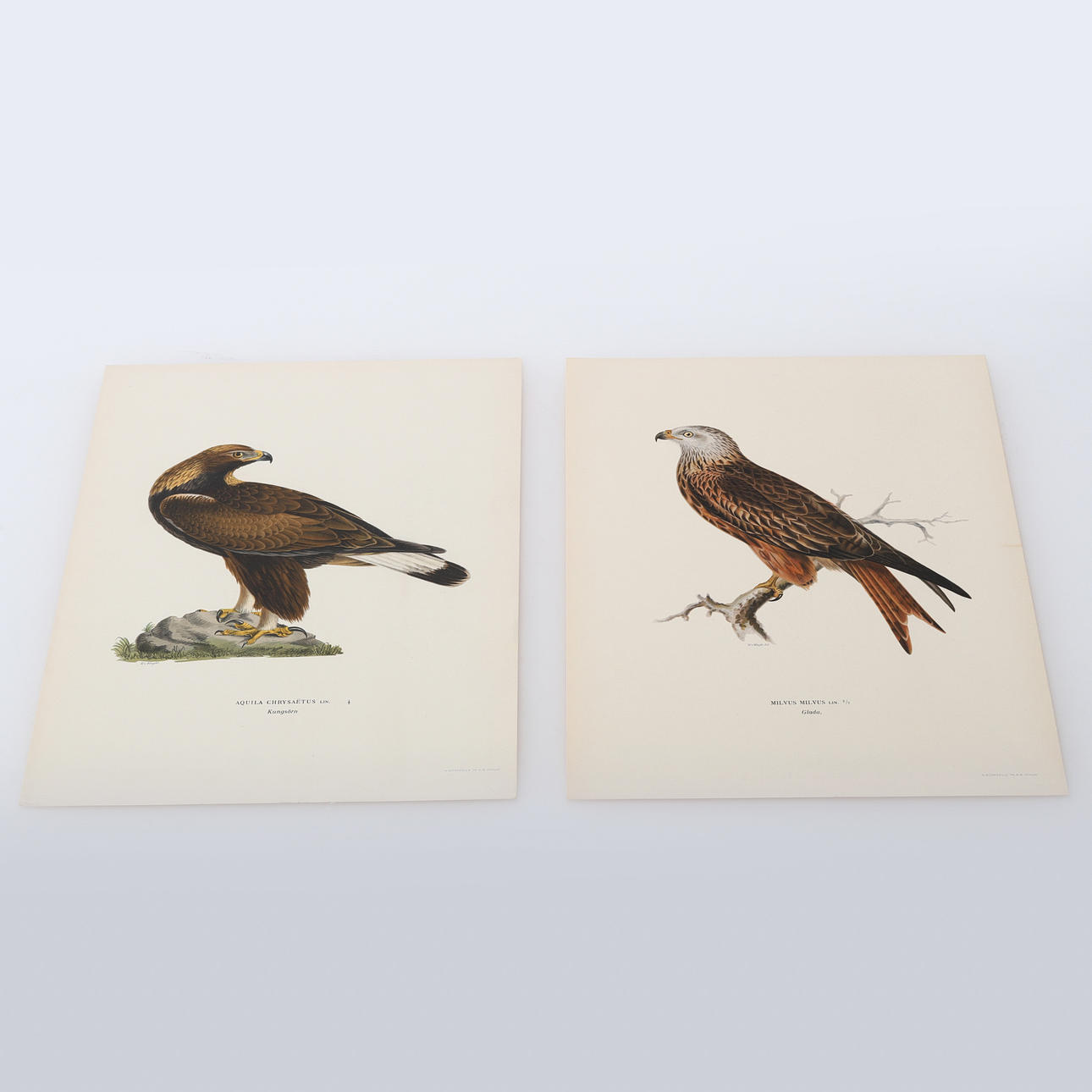 VON WRIGHT "Ruotsin linnut" Petolinnut, 63 kpl.