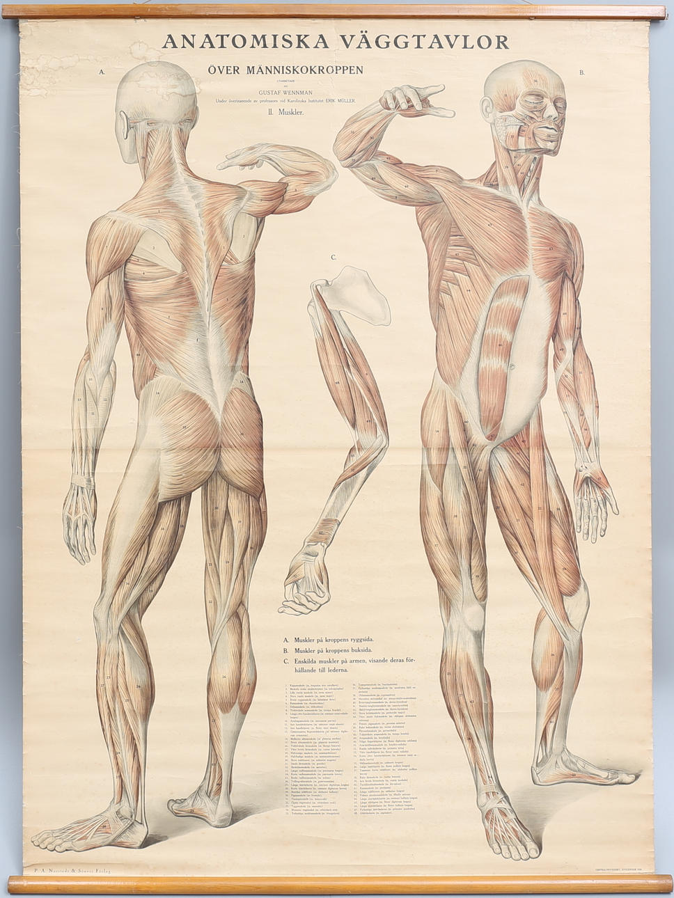 SKOLPLANSCH, anatomisk bild över människokroppen, 1920.