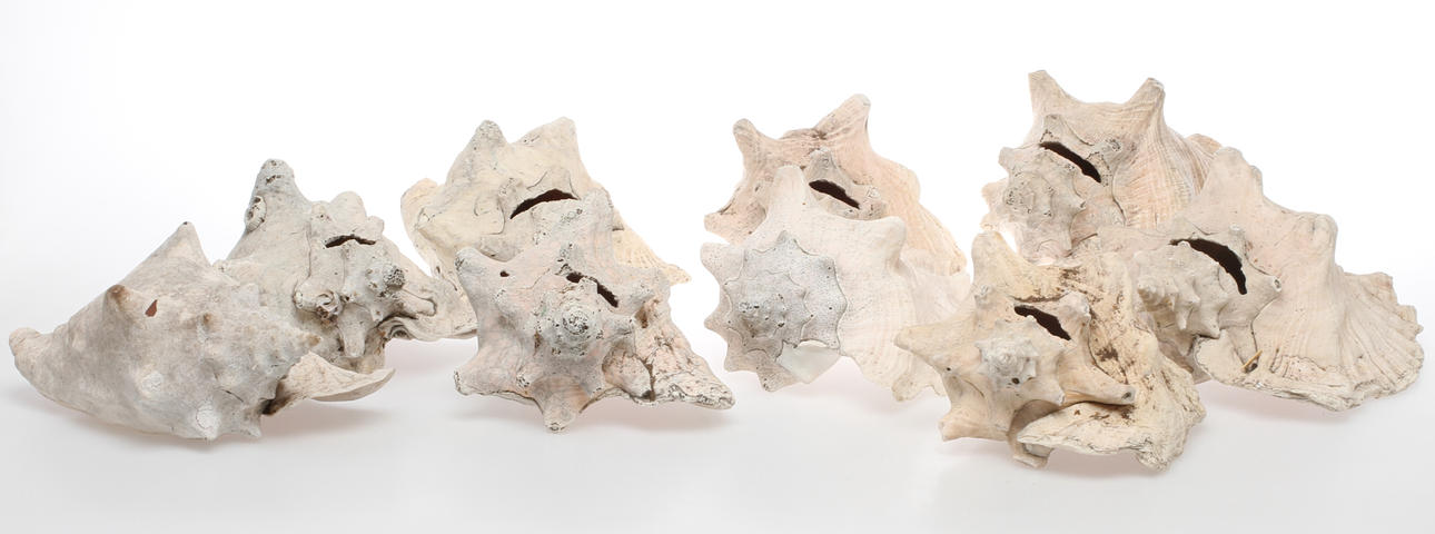 TRÄDGÅRDSSNÄCKOR, 9 st, 1900-tal.