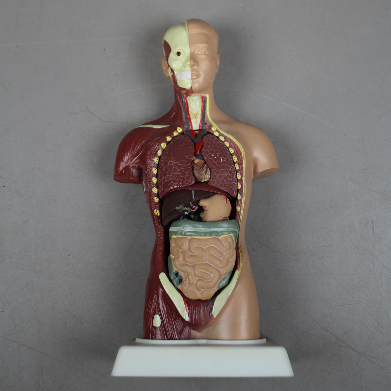 TORSO, anatomi Plast.