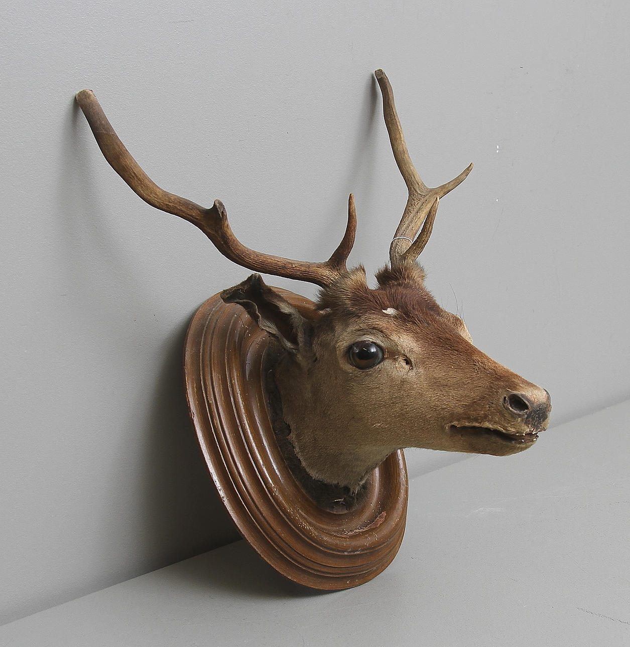 JAKTTROFE, Hjort, 1900 tal.